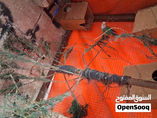 جواز روز للبيع