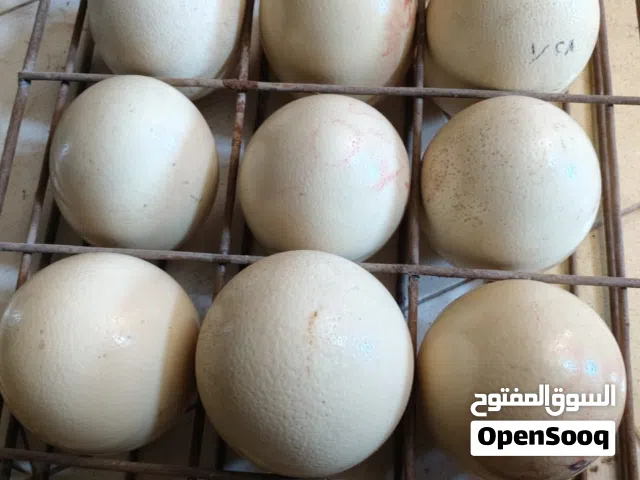 متوفر بيض نعام