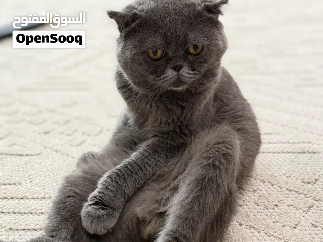 للبيع قط سكوتش