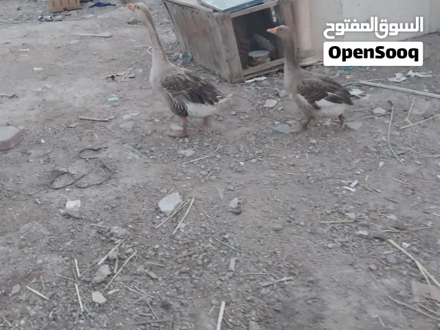 متاح زوج بط نثيه وفحل