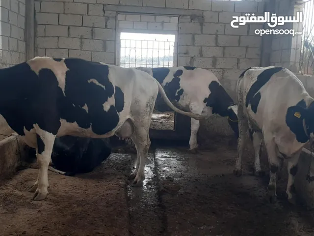 يوجد اضاحي ابقار وزن من250الى 300كيلو وخرفان وزن 65كلو بلحم سوبر وزن ثقيل