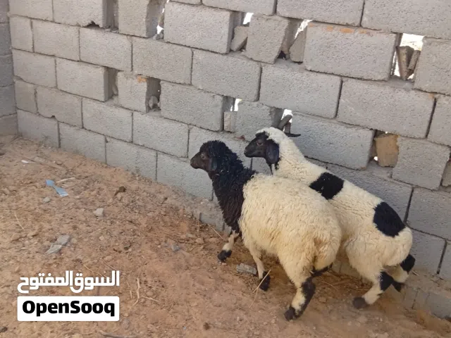 السلام عليكم يوجد حولي وحولية للبيع طول وعرض وميزان اللهم بارك العمر 3 شهور ونص