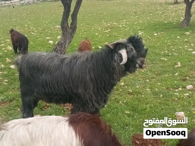 تيس للبيع  كفاله هداد