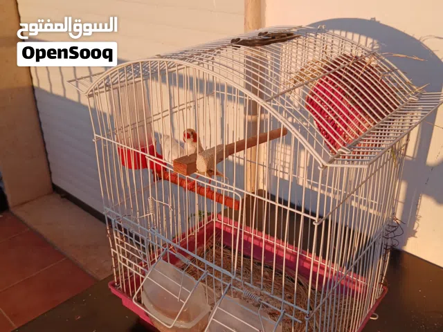 للبيع زوج (كوبية) زيبرا أبيض منتج وفي العش بيض – تحتها دحين ربي يبارك
