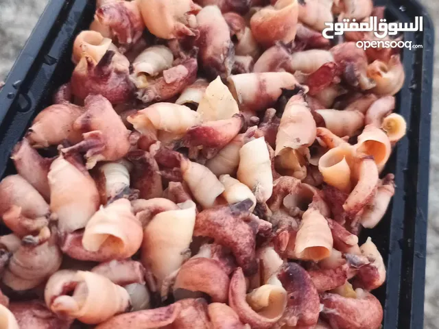 ماكولات بحريه سمك أسماك روبيان حبار دشن صدف شارخه دشن قب قب دوك صفيلح زغط بيض سمك ام عوينه