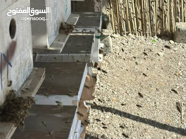خلايا نحل للبيع عدد 10 خلايا