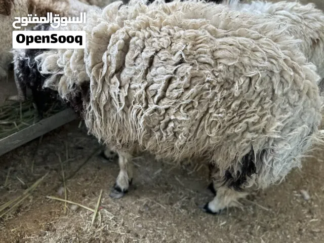 طلي للبيع وزن 23-24 كيلو