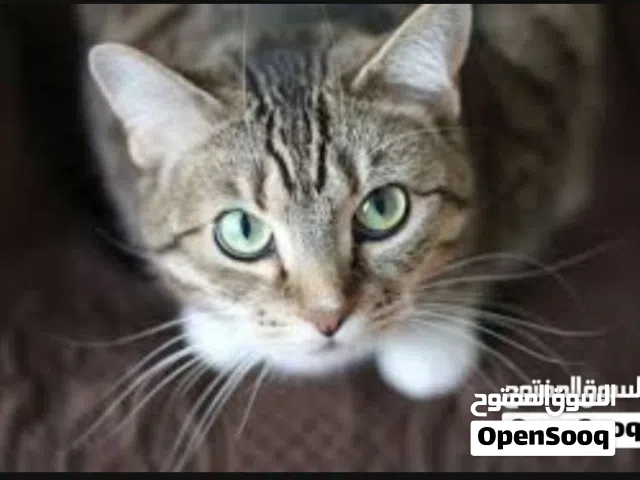 مطلوب قط لتبني بقيمة رمزية