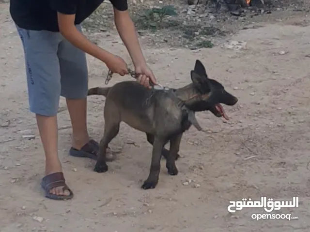 كلبه مالينوا درجه اوله أومر تامه شراسه فل