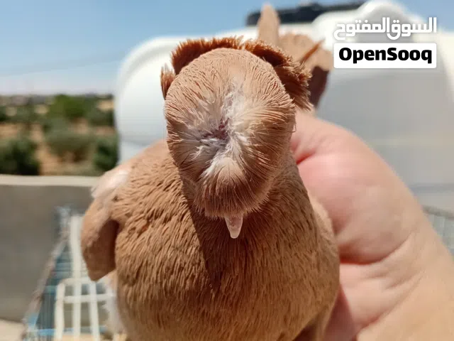 متاح مجموعه حمام جواز فحول وطواير وتسليم مادبا او عمان المقابلين للجادين