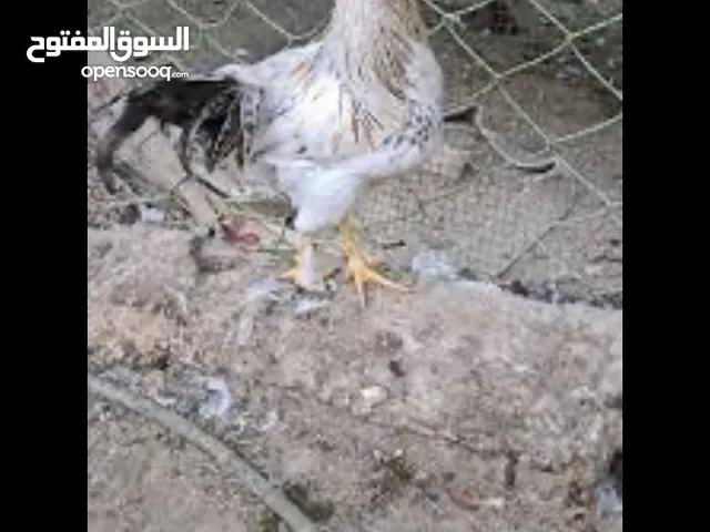 ديج مجموعه عندي ديوجه