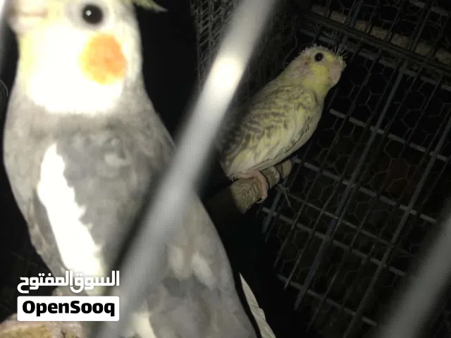 كوكتيل اليف و بغني أكثر من عشر نغمات للبيع اقرا الوصف و اسمع الفديو كامل