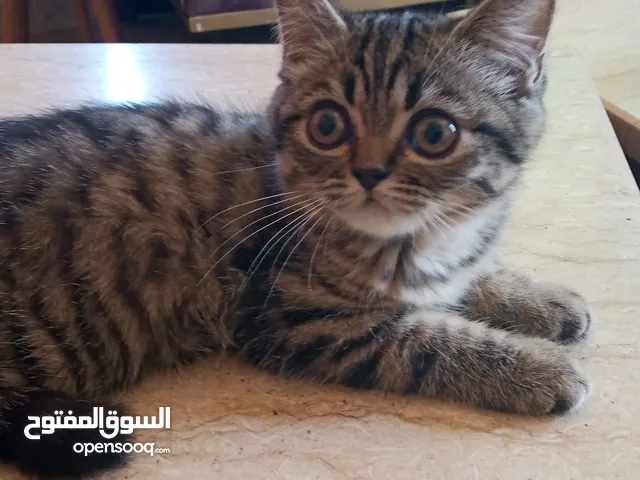 قطط للبيع بسعر رمزي