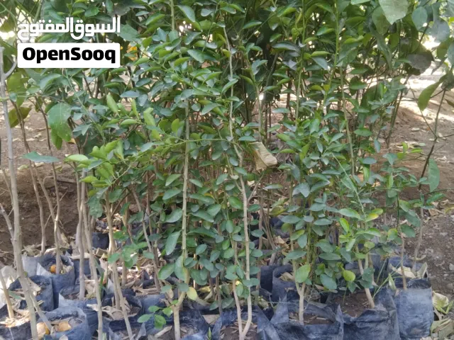 اشجار متنوعة