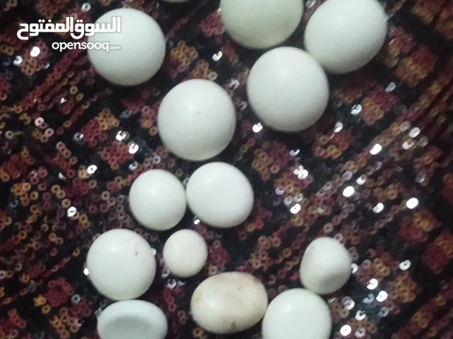 Others for sale in Doha