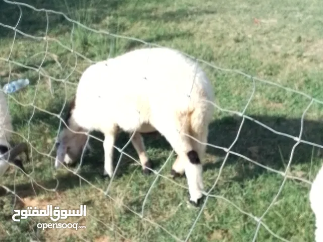 فطايم وطنيات الله يبارك