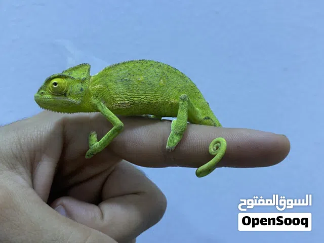 حرباء صغيرة