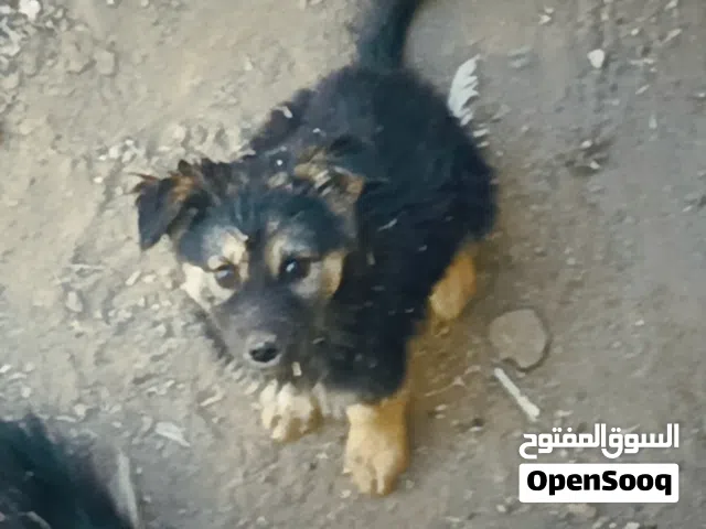 كلاب جيرمان روعه للبيع بسعر مناسب وعرطه اليفات مدربات