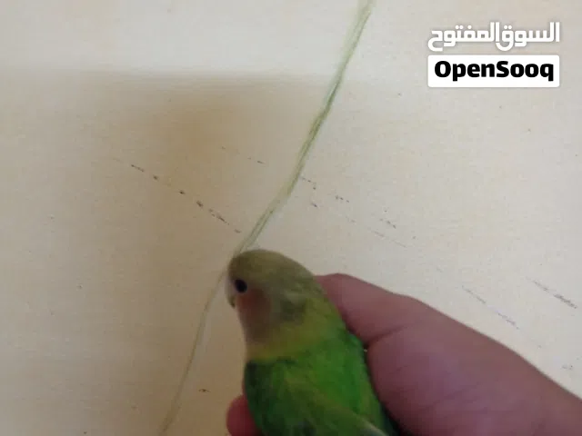 روز أليف جدا