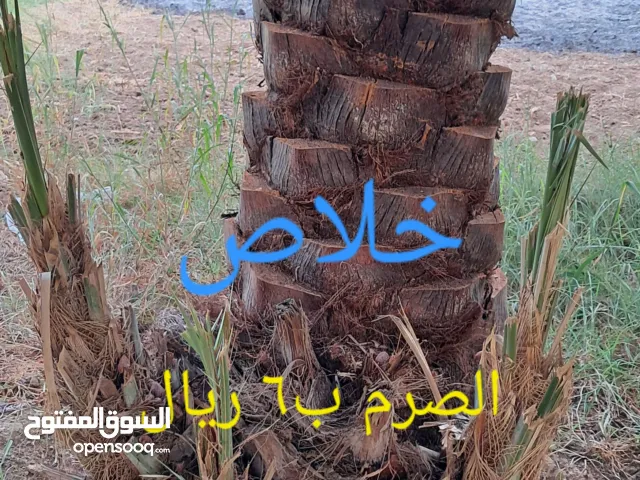 نخيل وصرم للبيع في ولاية صور