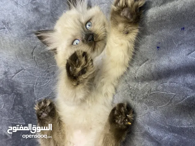 قطط هملايا صغار
