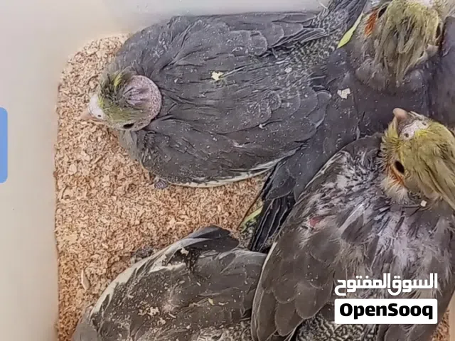 طيور للبيع