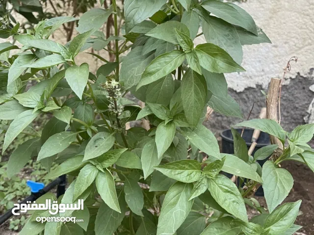 ريحان مجاناً