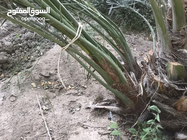 نخل برحي للبيع