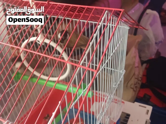 للبيع بلبل
