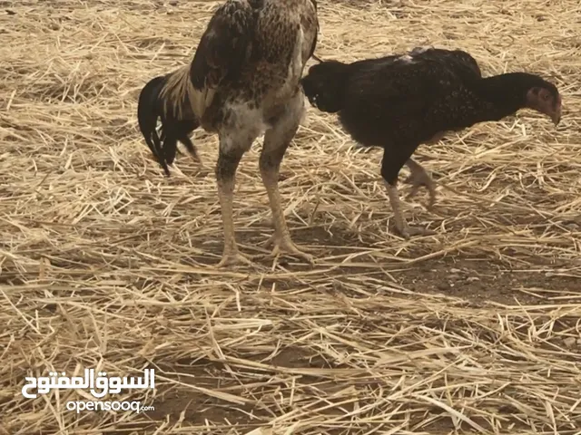ديك شامو قابل للتفاوض........................................................................