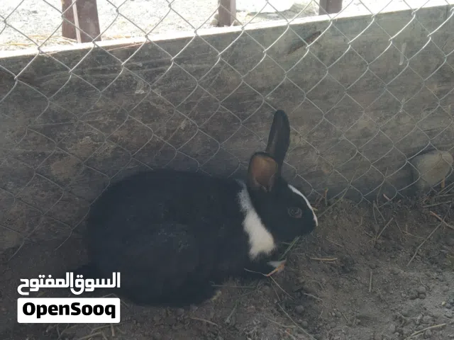 ارانب بصحه جيده