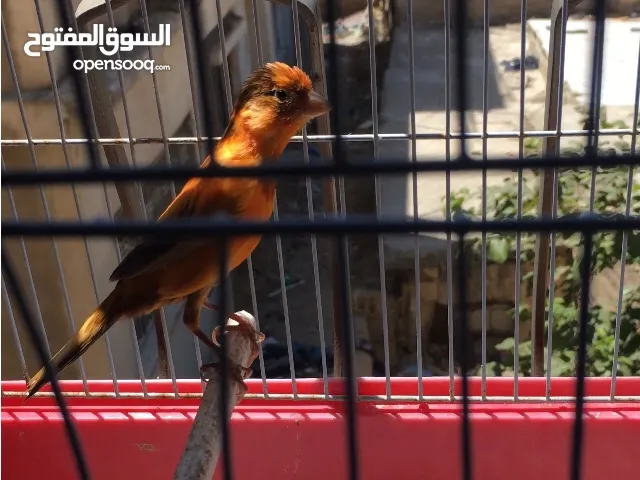 للبدل عفحل حسون ، فحل وطيرة حمر ؏ نحاسي بدهم شوي وبجهزو حبات بالصلاة عالنبي