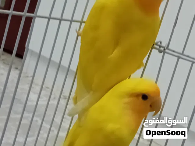 سلام عليكم كوبيةبركديلو ربي يبارك اقر الوصفة