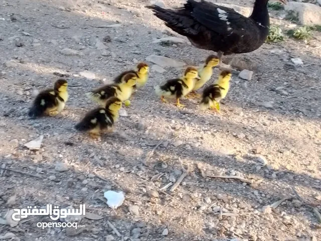 بطه وراها 9 فراخ