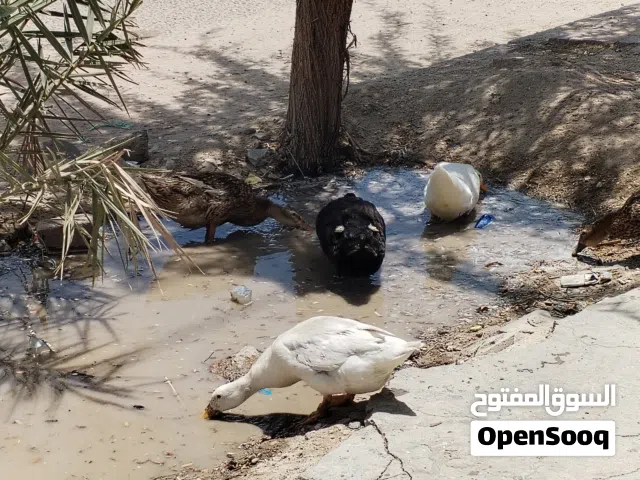 سلام عليكم ورحمة الله وبركاته اخواني عندي بط بري او وخظيري اوبش للبيع بياض خير من الله ومال بيت عرف