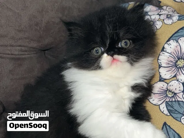 قط ولد شيرازي مون فيس