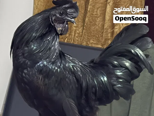 دجاج لمبرجيني الأصلي للبيع