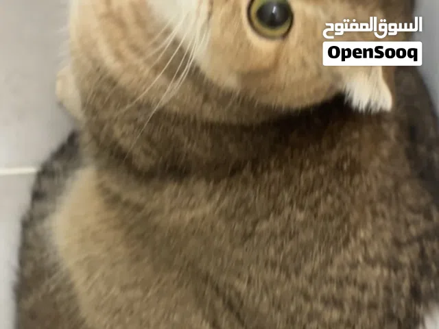 قطة سكوتش انثى