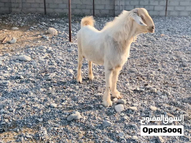 فحل من حلال الجواميد