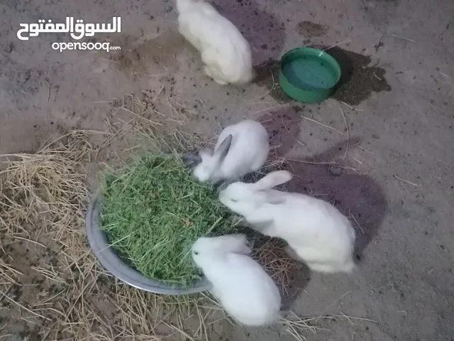 4 أرانب للبيع بصحه جيده Rabbits with good health 4
