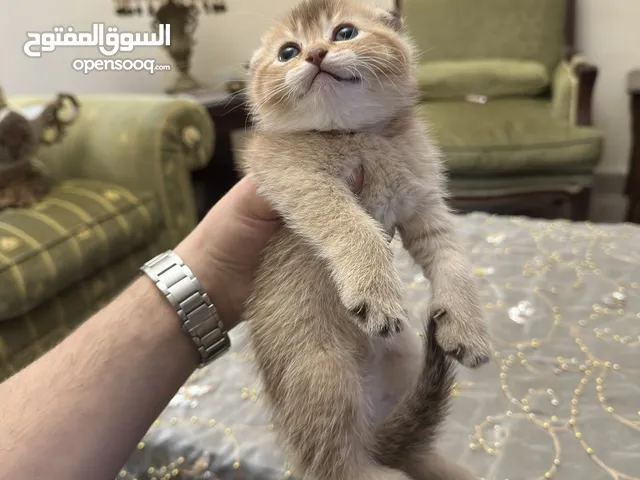 قطط سكوتش فولد وسكوتش ستريت للبيع