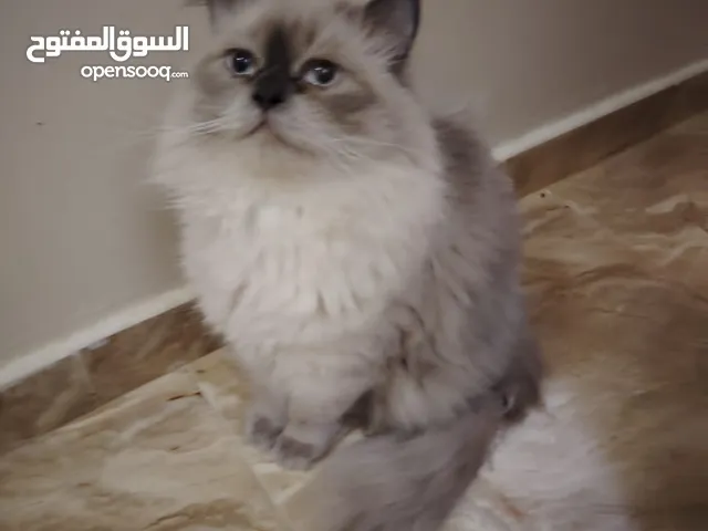 قطط هيمالايا نظيفة جدا صغيرة وكبيرة للبيع