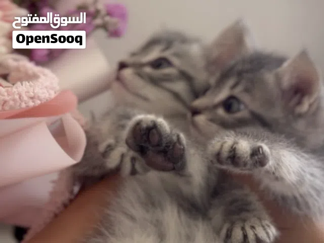 قطط للبيع شرازي بيور كتن كيوووت