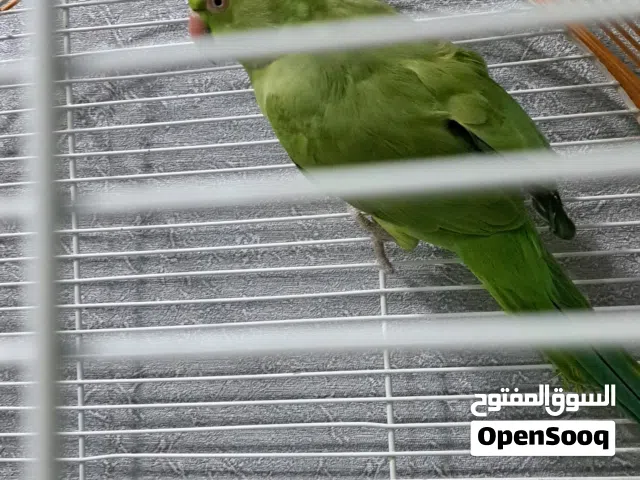 parrot  for sale