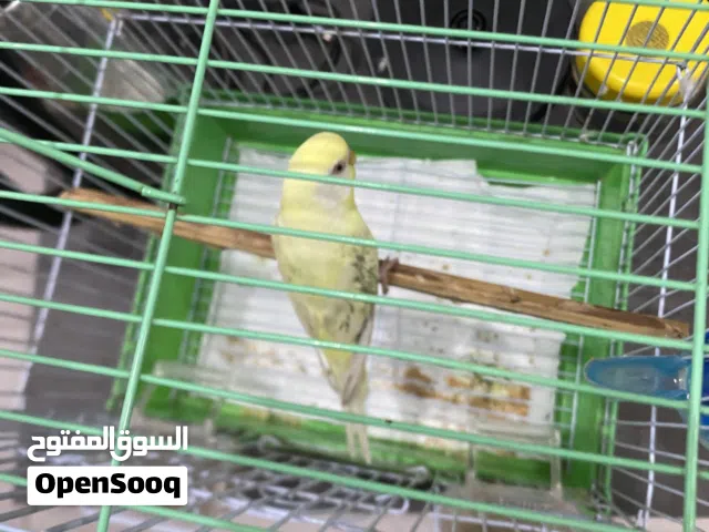 عصفور إندونيسي