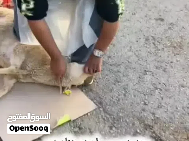 لحام جزار خارجي