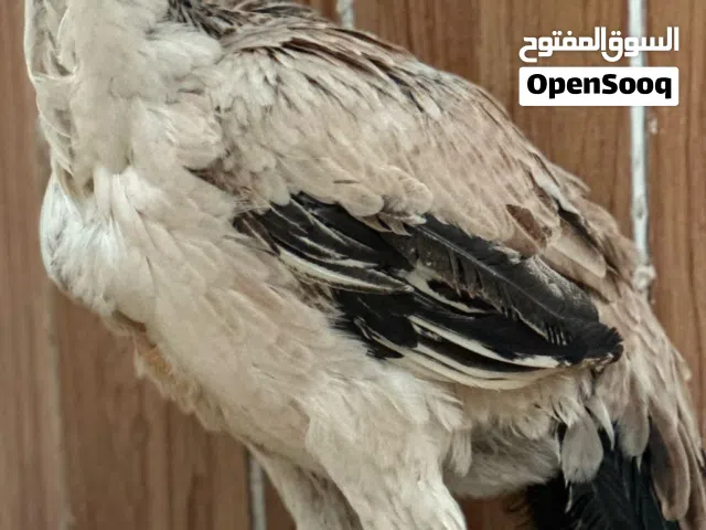 فراخ جاج الماني