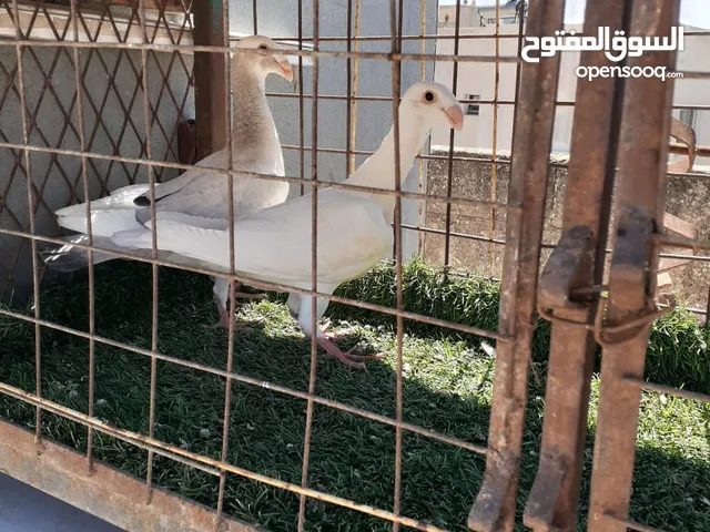 فراخ ومخالفي