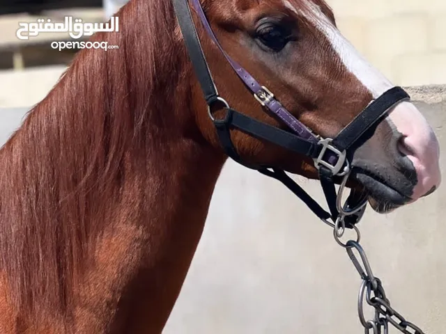 حصان فحل هجين