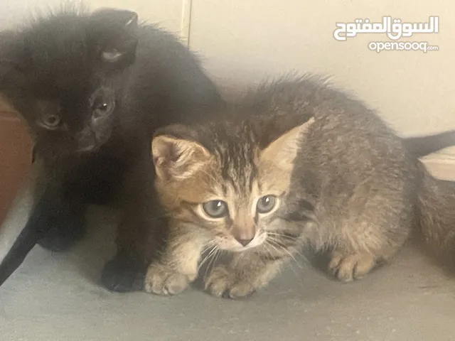 لدي 5 قطط اللي يبيغيهم يتواصل معاي ومن دون اي مبلغ